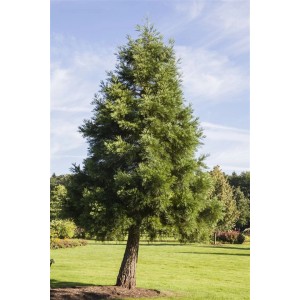 Bergmammutbaum (Sequoiadendron Giganteum), 100–125 cm, im Garten auf Rasenfläche.