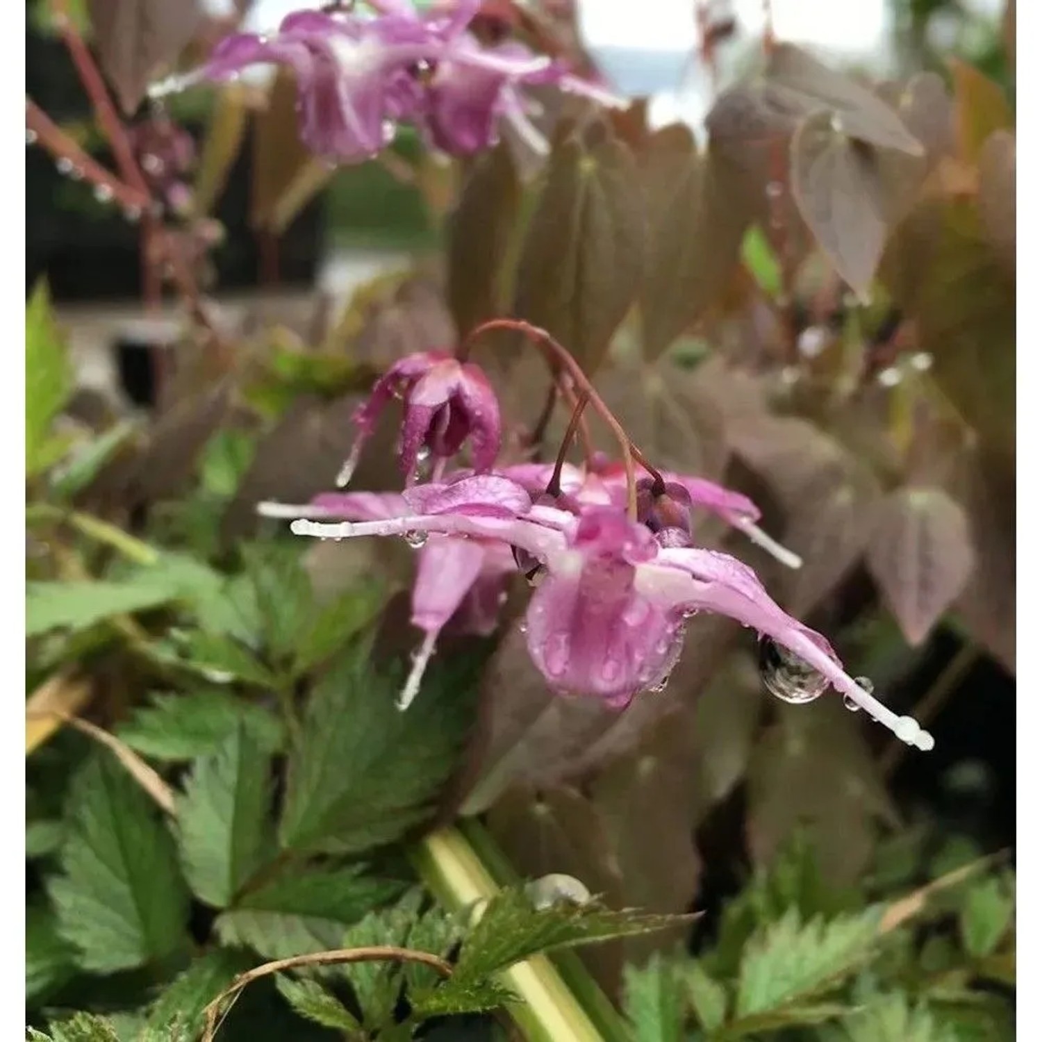 Elfenblume Lilafee - Epimedium grandiflorum