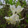 Nahaufnahme der weißen Blüten der Winter Heckenkirsche (Lonicera purpusii).