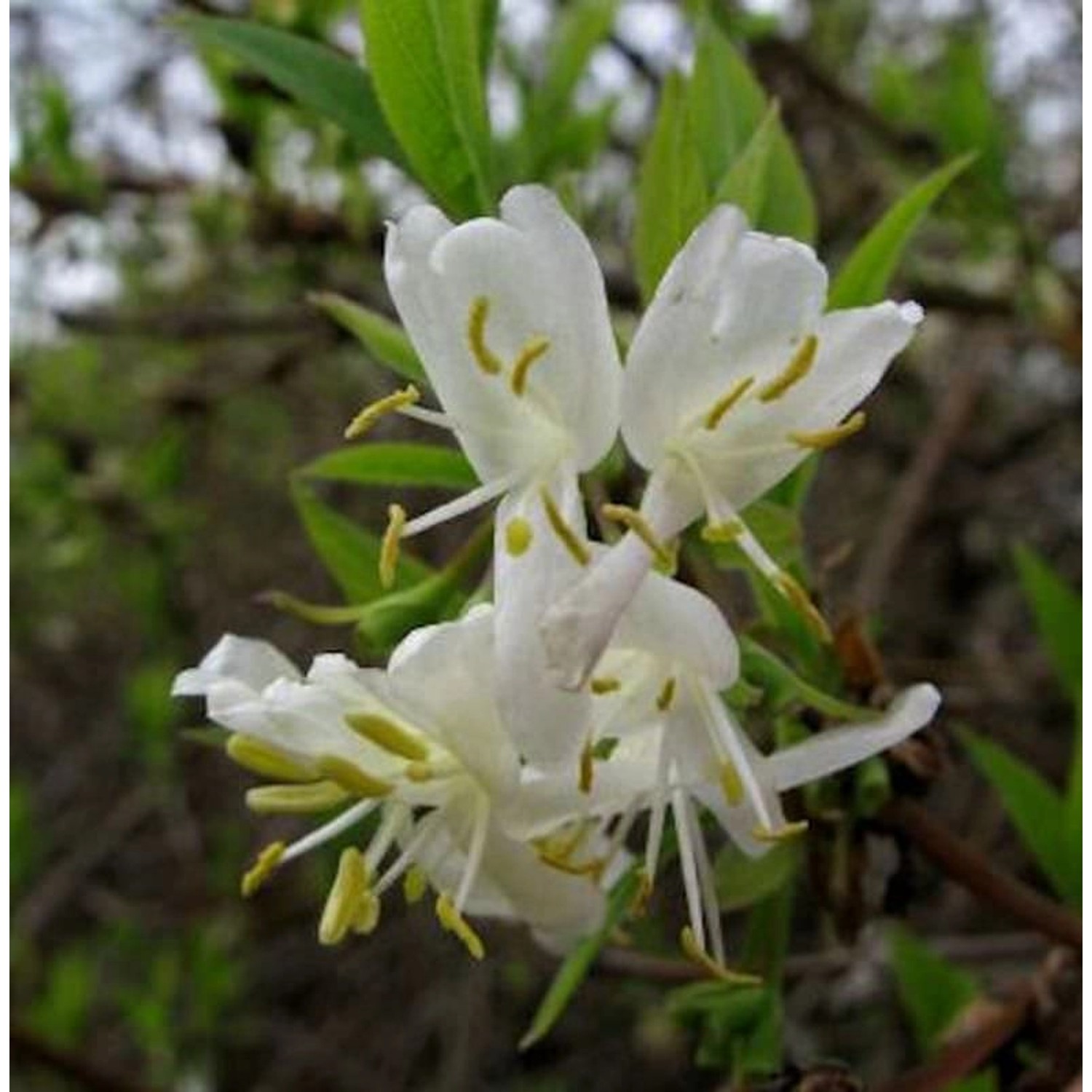 Winter Heckenkirsche 40-60cm - Lonicera purpusii günstig online kaufen