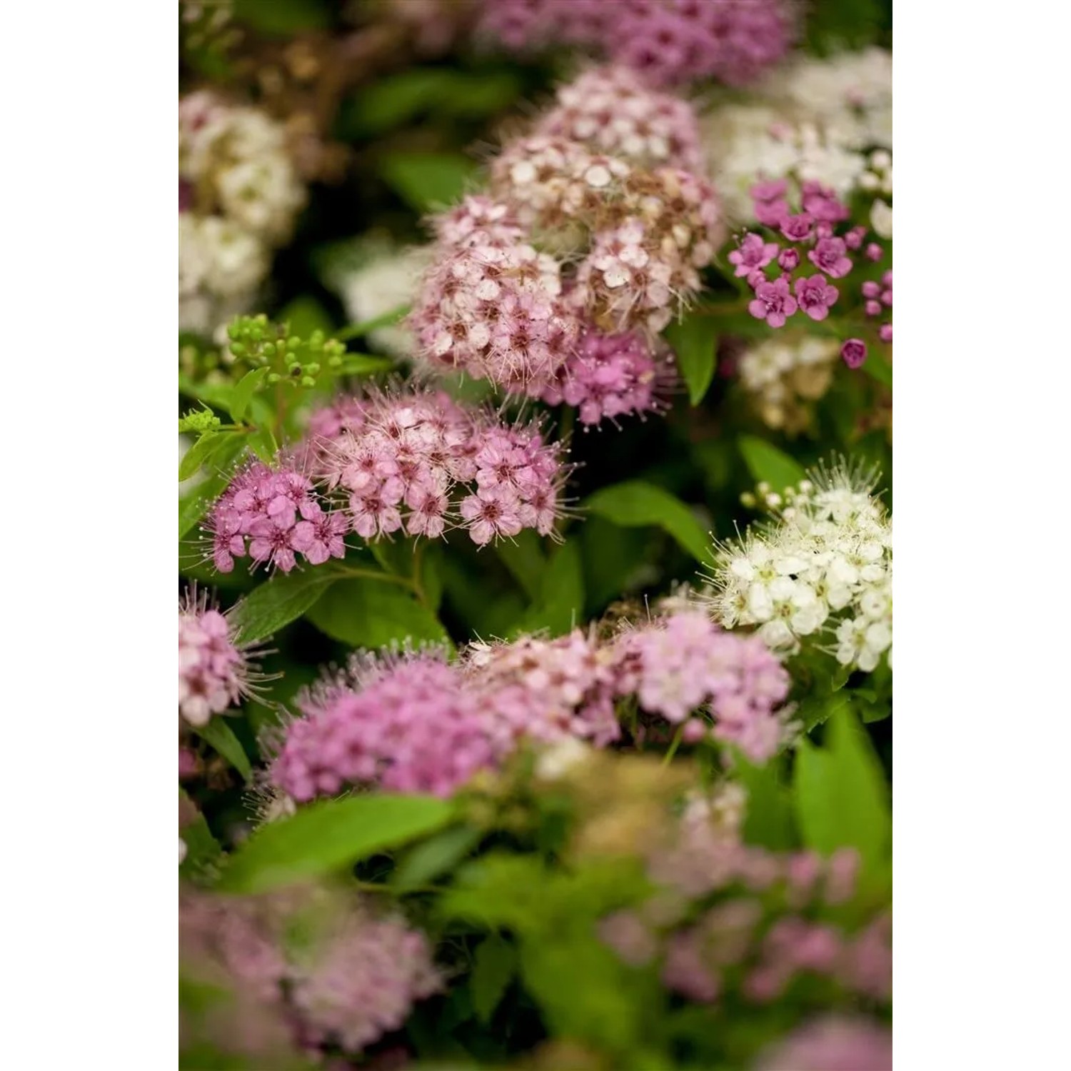 Nahaufnahme der mehrfarbigen Blüten der Japanischen Spiere Shirobana (20–30 cm).
