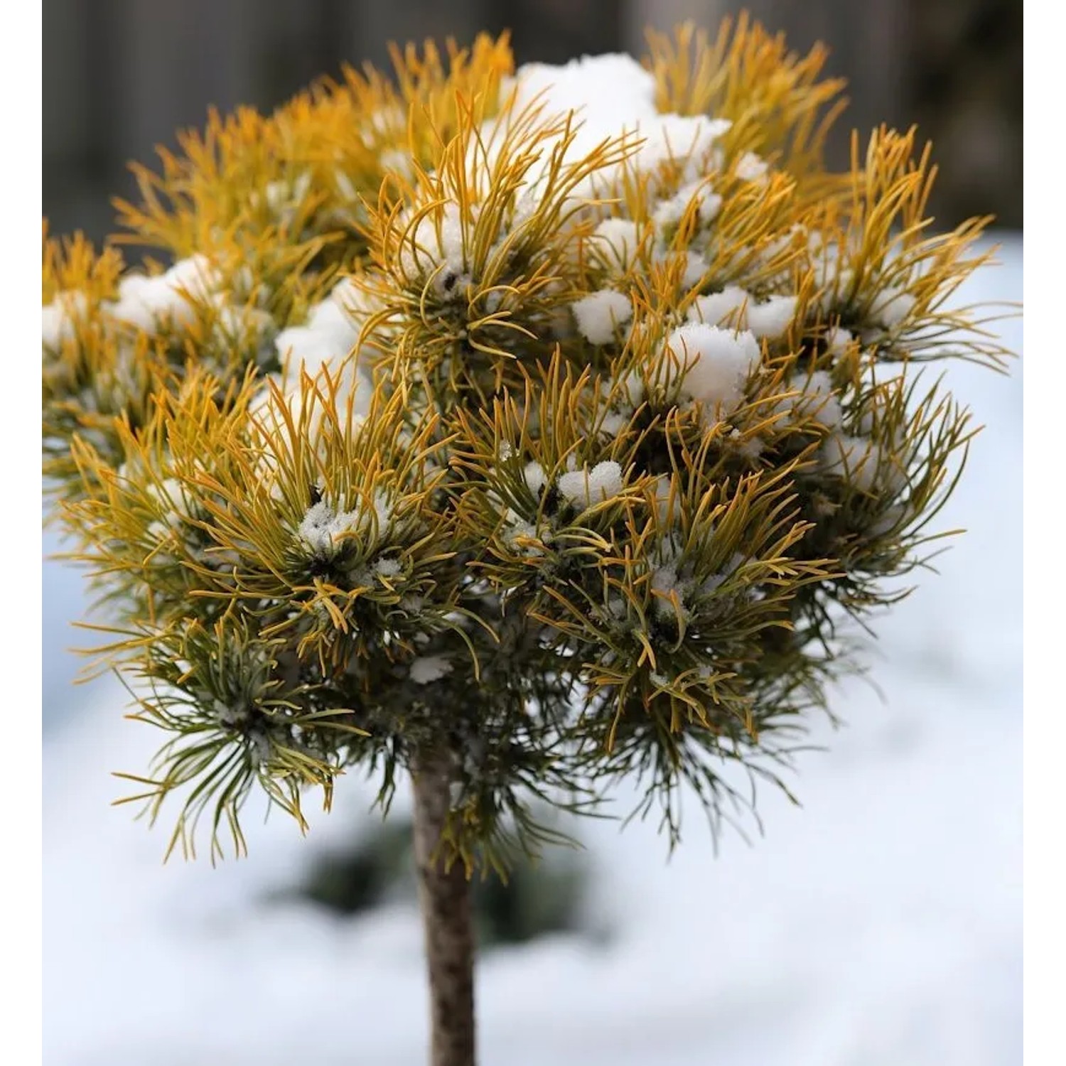 Hochstamm Wintergelbe Zwergbergkiefer 40-60cm - Pinus mugo