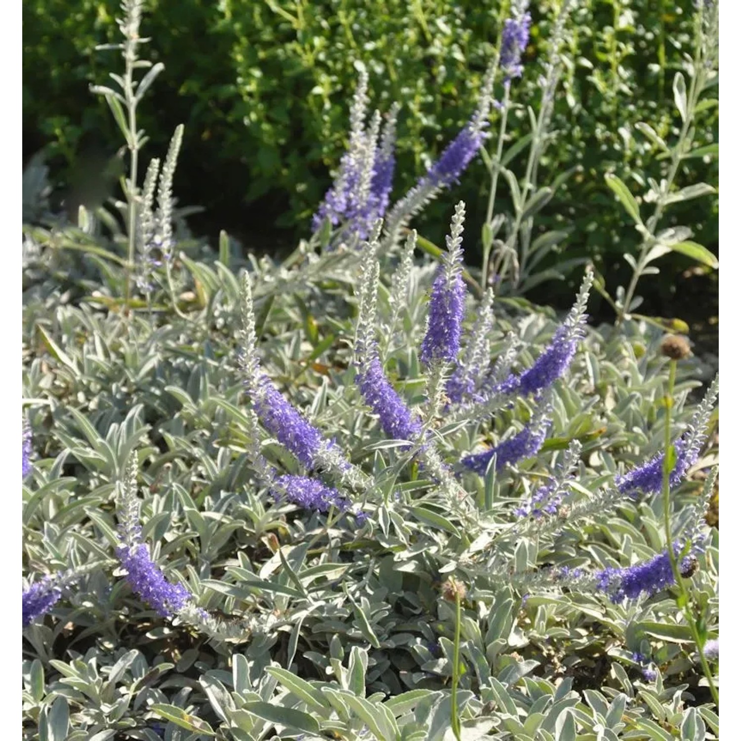 Silberblatt Ehrenpreis - Veronica spicata