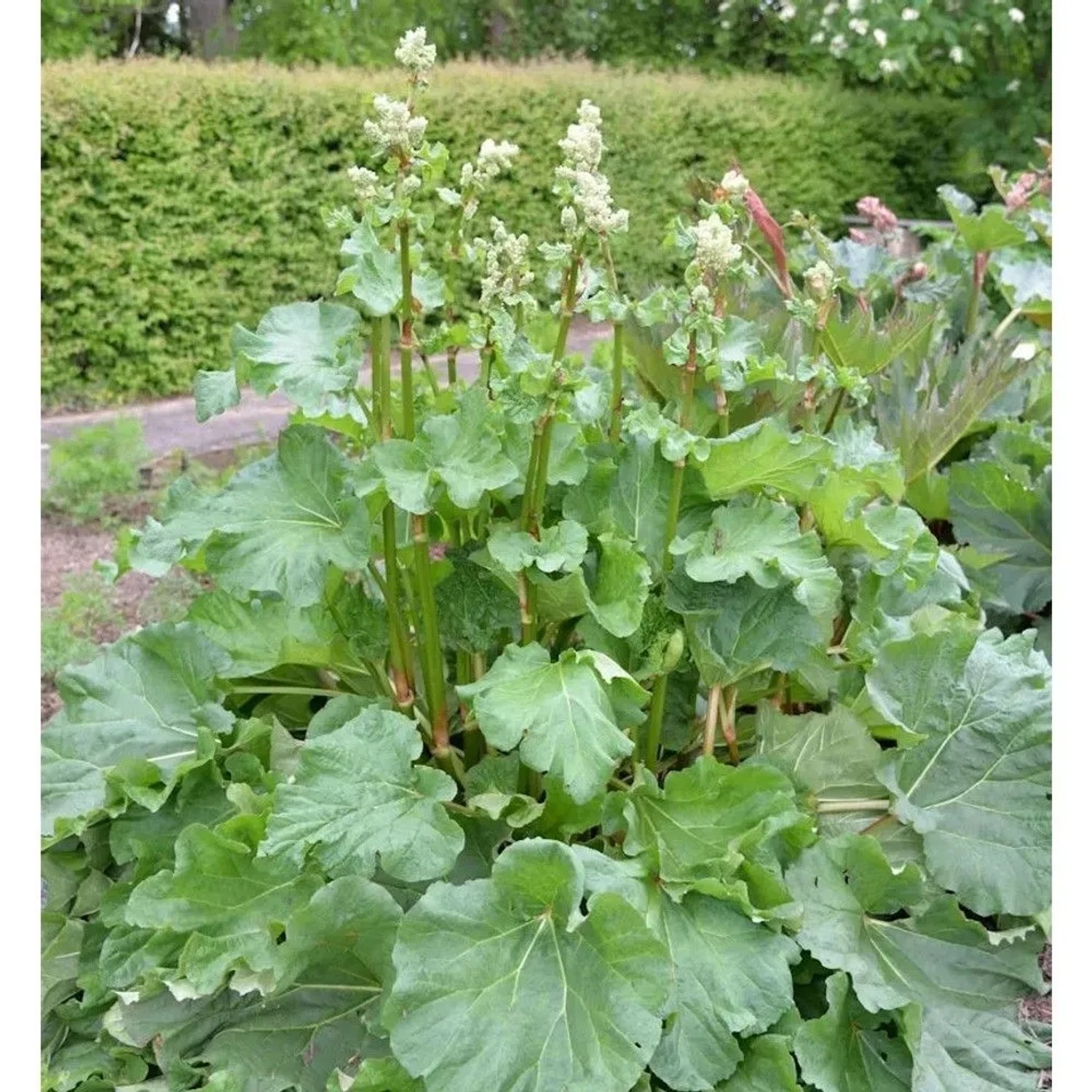 Gelber Zier Rhabarber - Rheum palmatum