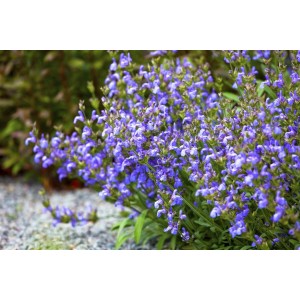 Blühender Spanischer Salbei (Salvia Lavandulifolia) im 9x9 cm Topf, violette Blüten.