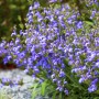 Blühender Spanischer Salbei (Salvia Lavandulifolia) im 9x9 cm Topf, violette Blüten.