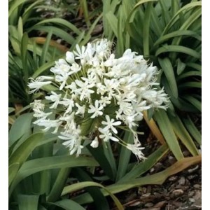 Nahaufnahme der weißen Blüte der Liebesblume 'Polar Ice' (Agapanthus africanus).