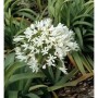 Nahaufnahme der weißen Blüte der Liebesblume 'Polar Ice' (Agapanthus africanus).