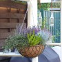 Blumenampel mit Kokoseinlage (40 cm) und Tropfschutz, bepflanzt mit bunten Sommerblumen.