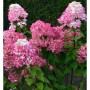 Hochstamm Rispenhortensie Bloody Merry 80-100cm - Hydrangea paniculata