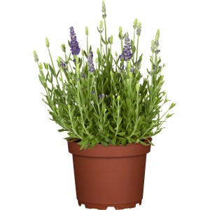 GROW by OBI Echter Lavendel im Topf, ca. 13 cm Ø, Lavandula angustifolia.