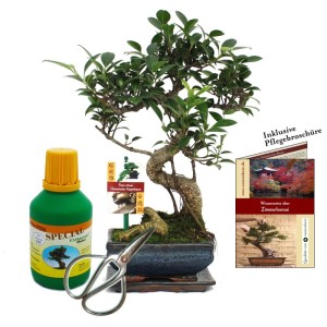 Exotenherz Bonsai Geschenkset mit Ficus Chinesischer Feigenbaum, Dünger, Schere und Untersetzer.