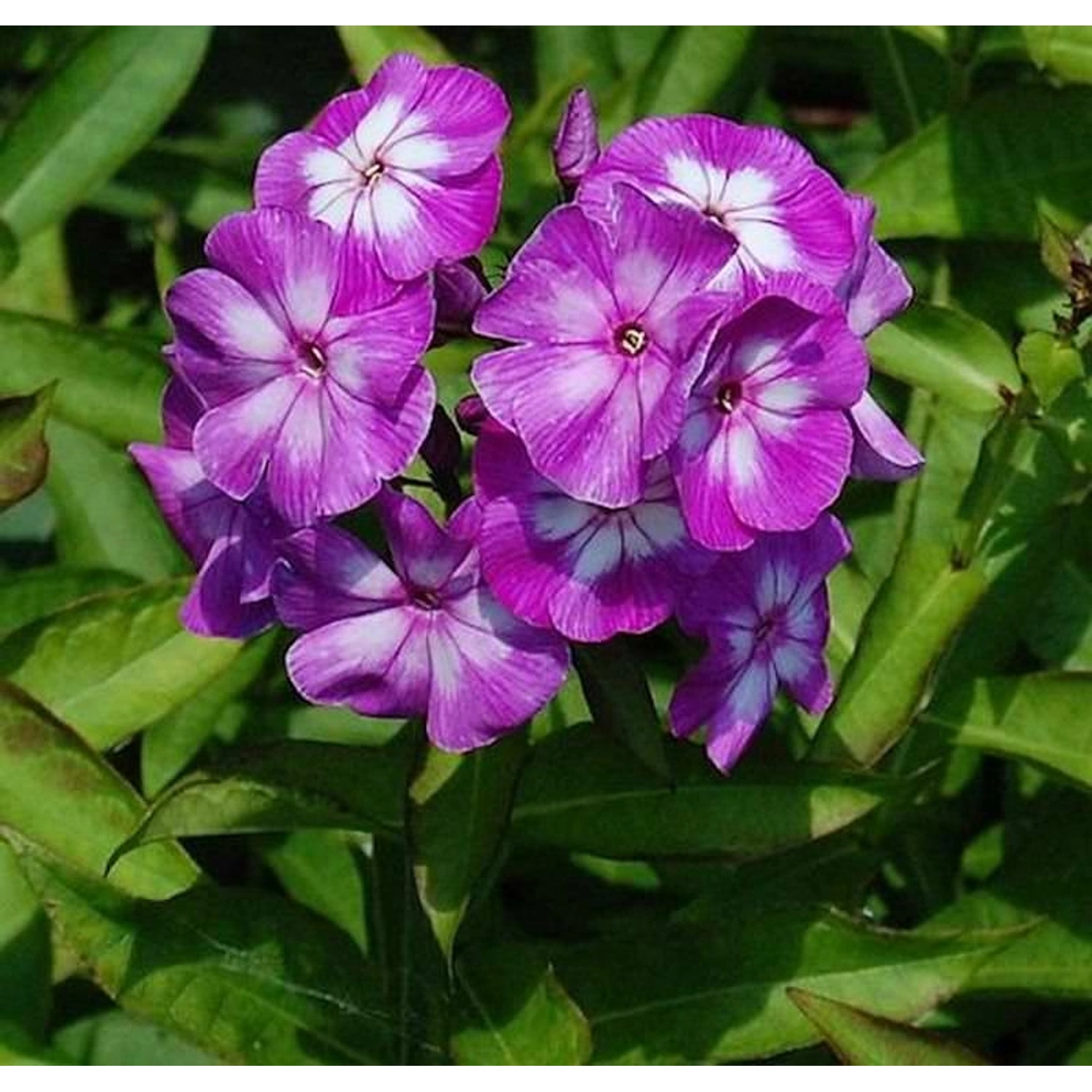 Hohe Flammenblume Wilhem Kesselring - Phlox Paniculata günstig online kaufen