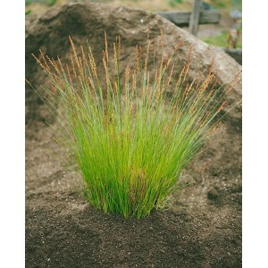 Immergrüne Japan-Segge Carex brunnea 'Verde' im 2L Container, Ziergras für den Garten.
