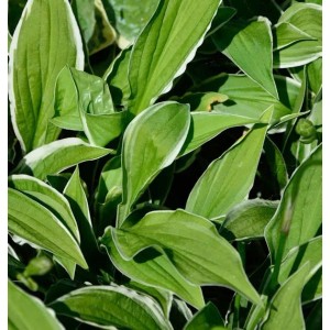 Nahaufnahme der Schmalblattfunkie Ginko Craig (Hosta sieboldii) mit grün-weiß panaschierten Blättern.