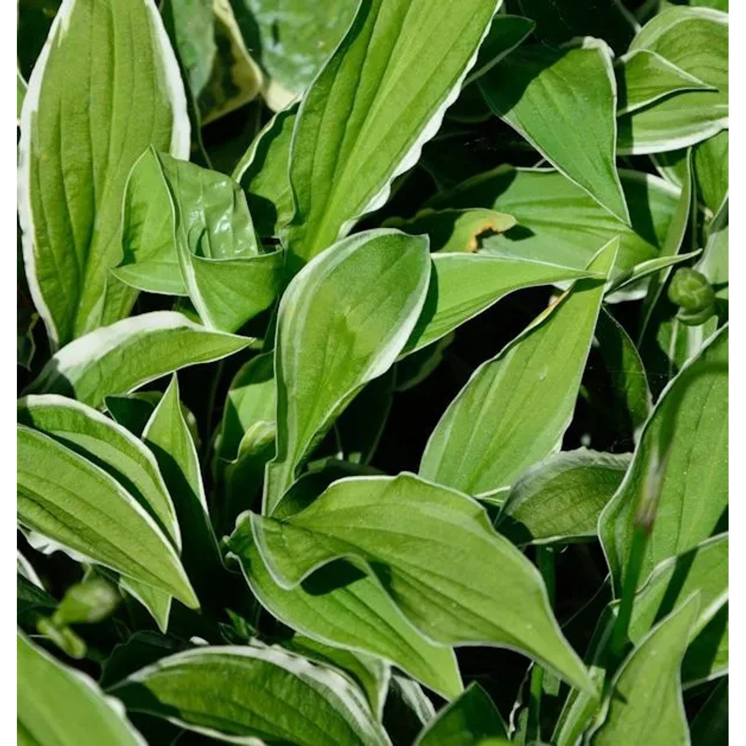 Schmalblattfunkie Ginko Craig - Hosta sieboldii