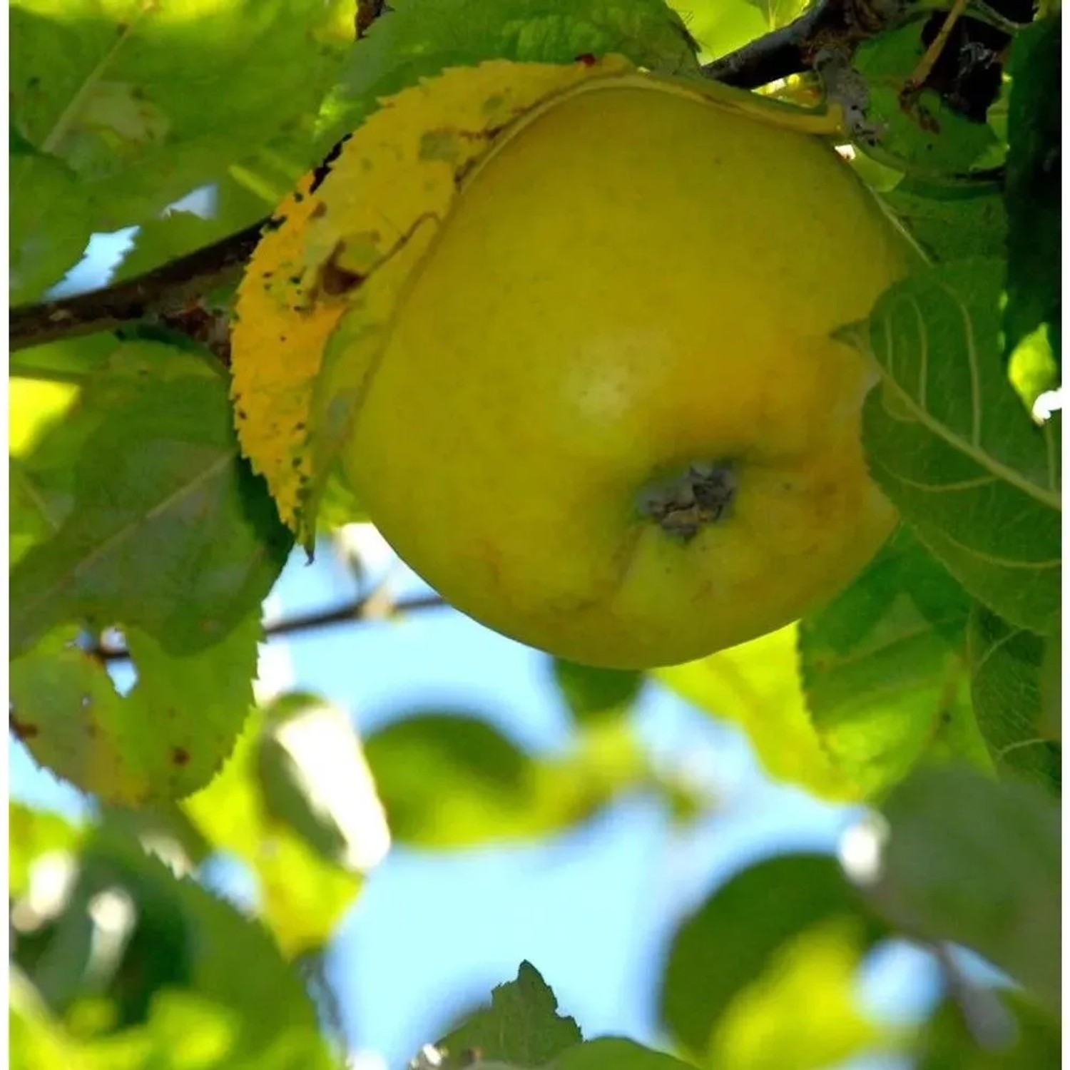 Apfelbaum Goldrenette von Blenheim 60-80cm - knackig und großzellig