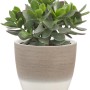 Scheurich Übertopf 950, Ø 14 cm, Espresso Cream mit Pflanze.