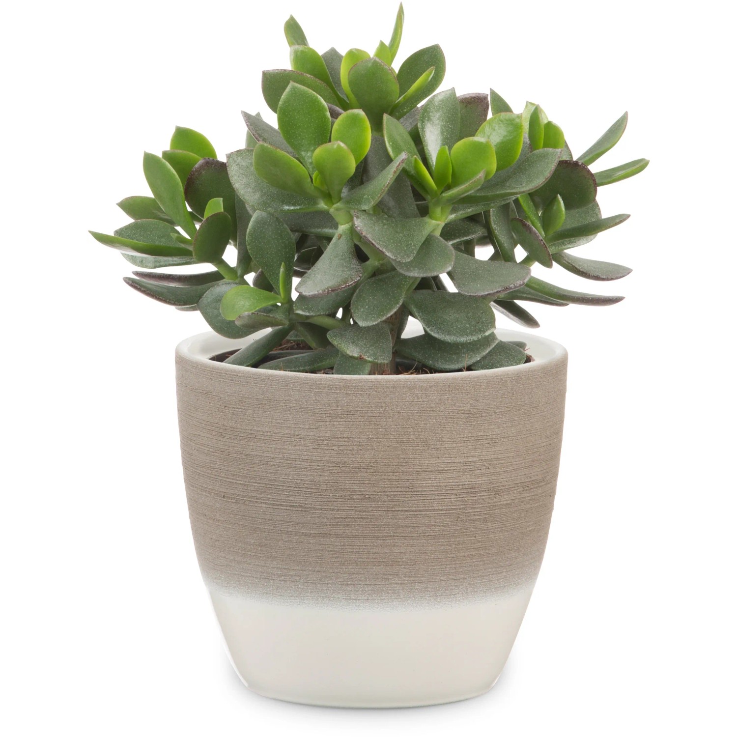 Scheurich Übertopf 950, Ø 14 cm, Espresso Cream mit Pflanze.