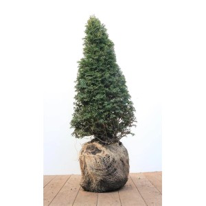 Kegelförmige Taxus baccata (Eibe), 50-60 cm hoch, ideal als Heckenpflanze oder Solitär.