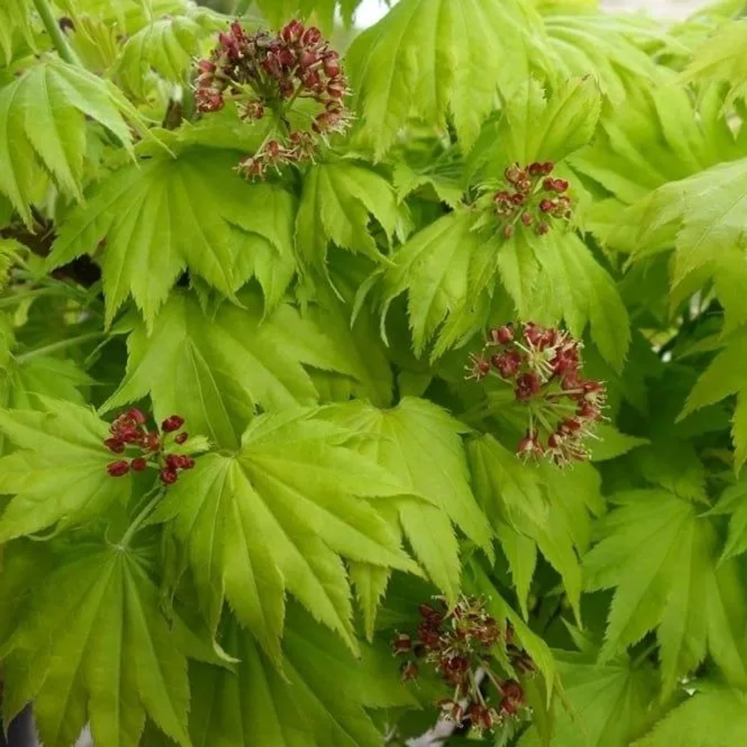 arborix Goldahorn 'Aureum' Acer Shirasawanum 25 Bis 30 Cm Im Container Gelbes Laub