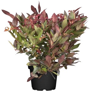 OBI Traubenheide Scarletta im Topf: Immergrüner Strauch mit rot-grünem Laub.