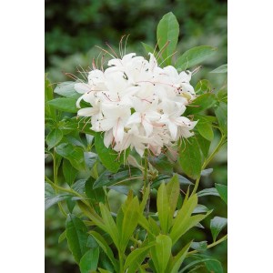 Rhododendron Luteum Whitethroat mit weißen Blüten und grünen Blättern.