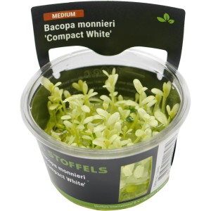 Stoffels Aquariumpflanze Bacopa monnieri Compact White im Topf.