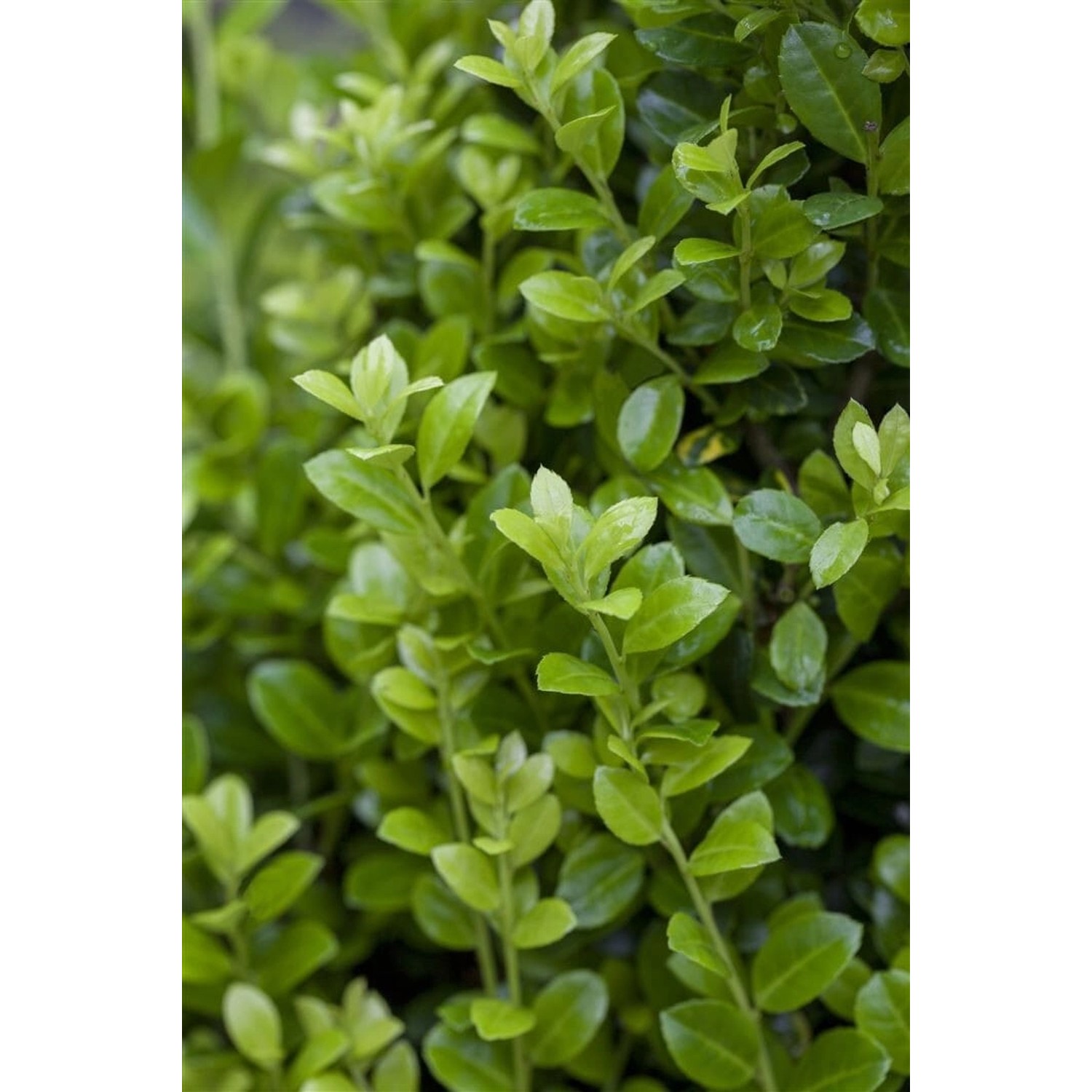 Ilex crenata 'Golden Rock' -R- 60-80 cm günstig online kaufen