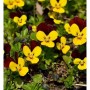 Hornveilchen Jackanapes (Viola cornuta) mit gelb-weinroten Blüten im Beet.