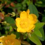 Gelbe Blüte des großblumigen Johanniskrauts (Hypericum) im Detail.