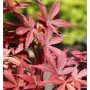 Fächerahorn Skeeters Broom mit rotem Laub, Acer palmatum, Strauch für Garten.