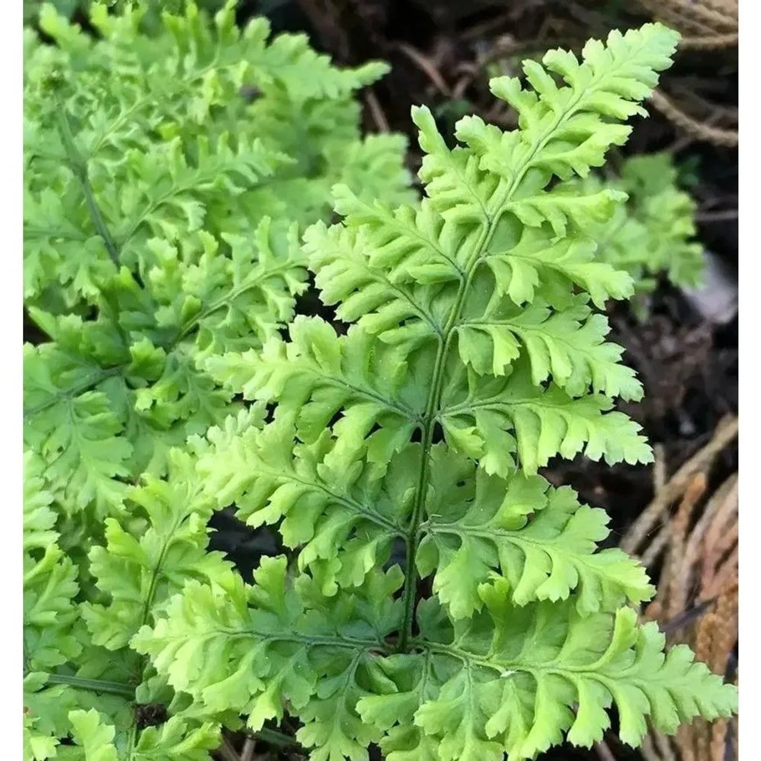 Breitwedeldornfarn Cr. Whiteside - Dryopteris austriaca