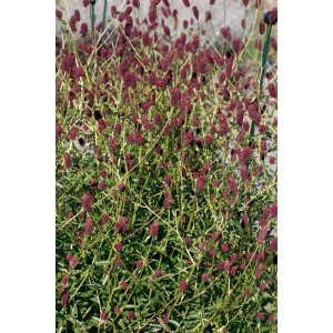 Sanguisorba 'Red Thunder': Großer Wiesenknopf mit tiefroten Blüten im 9x9 cm Topf.