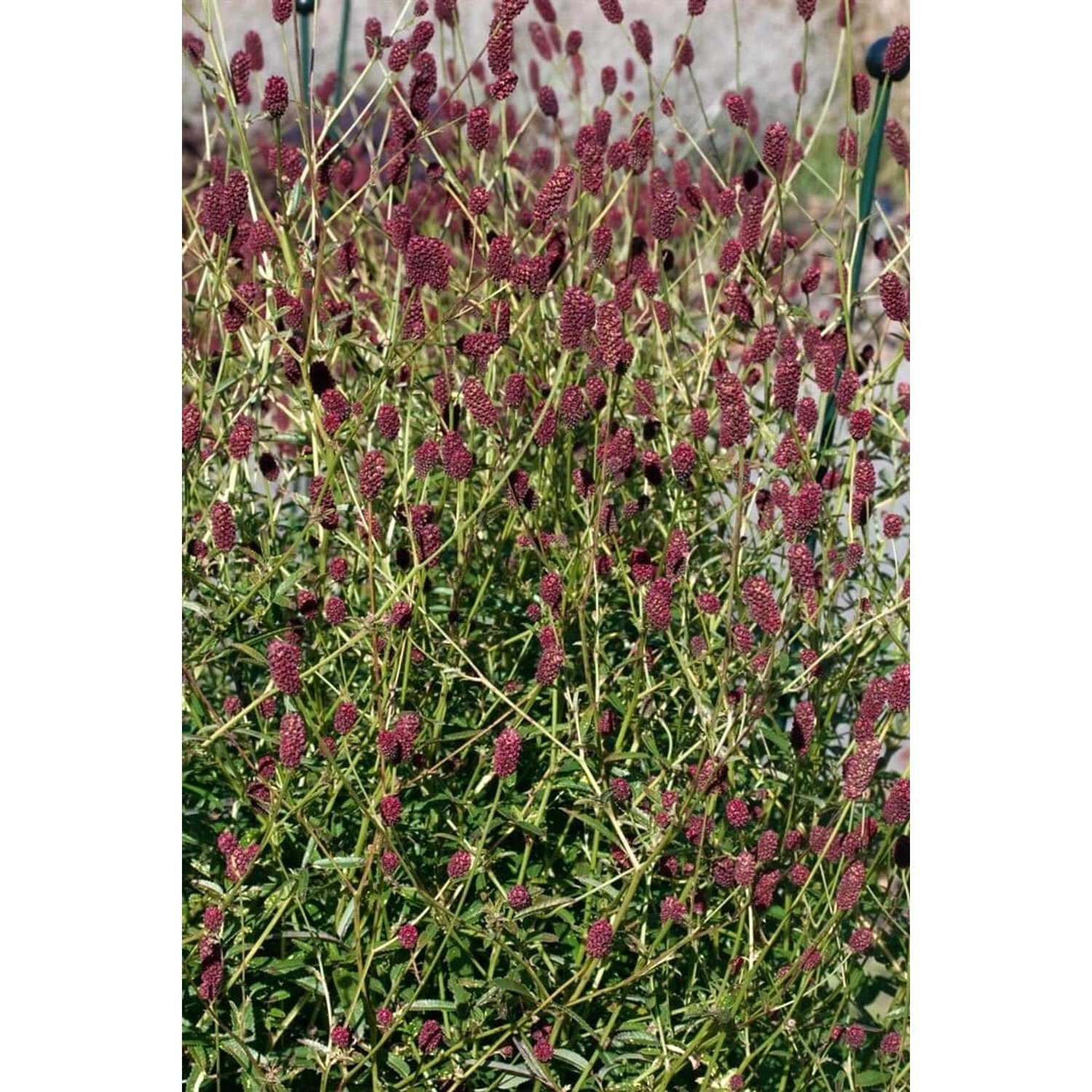Sanguisorba Officinalis Red Thunder Großer Wiesenknopf Ca. 9x9 cm Topf günstig online kaufen