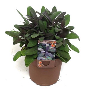 Ziersalbei 'Purpurascens' im Topf, violett-graue Blätter, Beet- und Kübelpflanze.