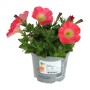 GROW by OBI Petunie "Candy Salmon" im Topf, leuchtend rosa Blüten mit gelber Mitte.