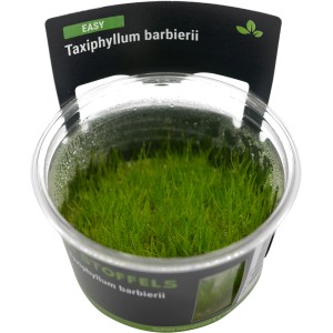 Stoffels Aquariumpflanze Taxiphyllum barbierii im Topf, grüne Wasserpflanze.