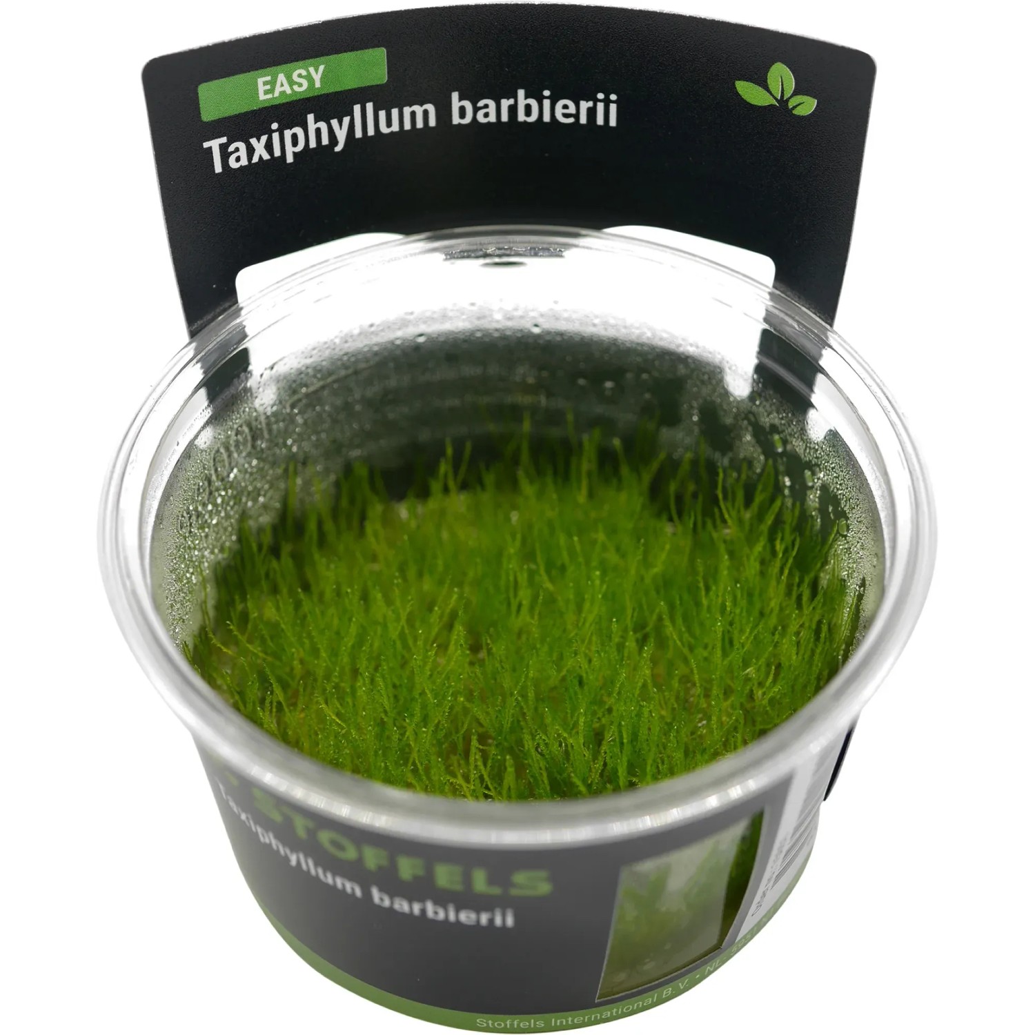 Taxiphyllum barbieri in-vitro