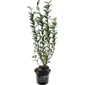 Ovalblättriger Liguster Set à 44 Stück Höhe ca. 40 - 60 cm Ligustrum ovalifolium