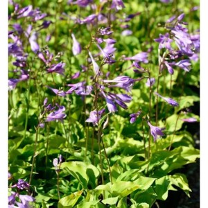 Blühende Zwerg Funkie (Hosta minor) mit lilafarbenen Blüten und grünen Blättern.