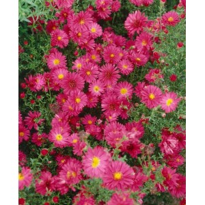 Violette Glattblatt-Aster (Aster Novi-belgii) im 11x11 cm Topf, blühende Zimmerpflanze.