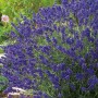Foto von einem blühenden, violetten Lavendel Hidcote im Garten. Dekorative, duftende Gartenpflanze.