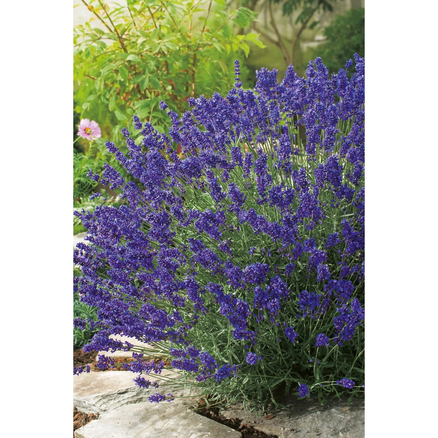 Foto von einem blühenden, violetten Lavendel Hidcote im Garten. Dekorative, duftende Gartenpflanze.