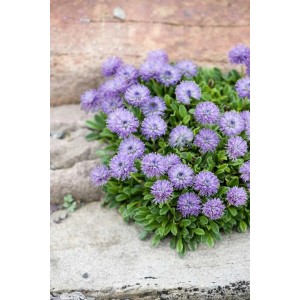 Nahaufnahme der blauen Kugelblume (Globularia Punctata) im 9x9 cm Topf, ideal für Steingärten.