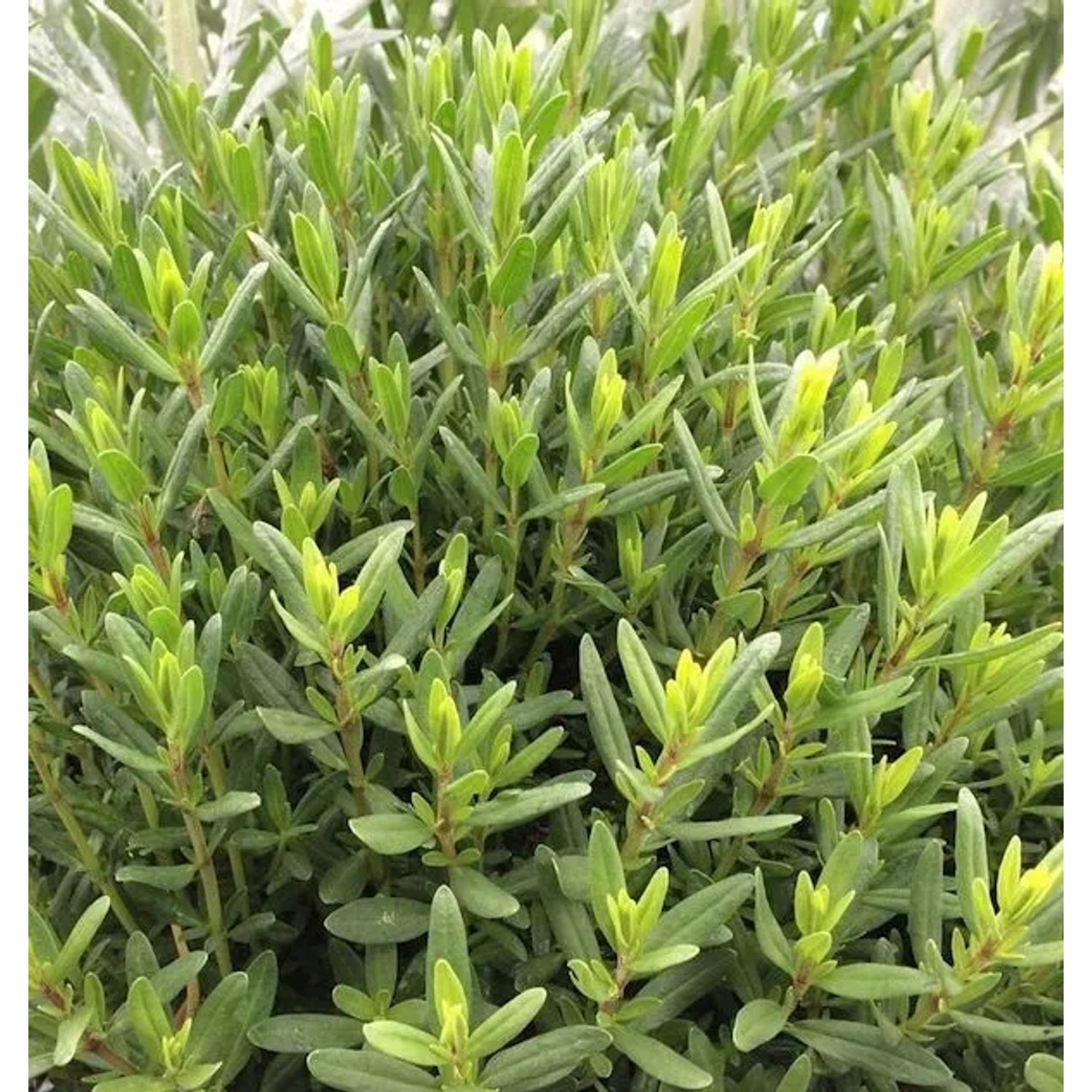 weißer Ysop - Hyssopus officinalis