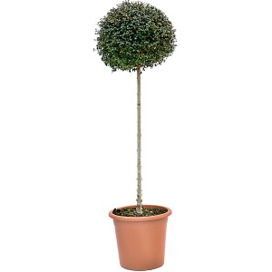 GROW by OBI Ionischer Liguster als Kugelbaum im Topf, ca. 100cm hoch.