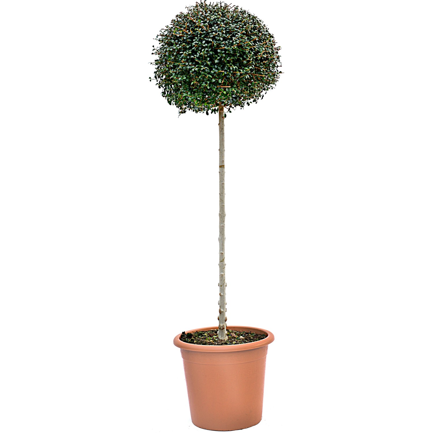 GROW by OBI Liguster Hecke Ionischer Liguster 100 cm 18 l kaufen bei OBI