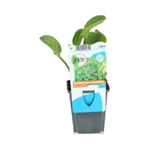 Froschlöffler Rosa im 9 cm Topf, Alisma parviflorum, für Gartenteiche und Feuchtgebiete.