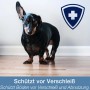 Dackel auf Parkettboden, geschützt mit Bona Parkett Polish Matt 1 l. Pflegt und schützt vor Verschleiß.